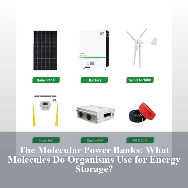 The Molecular Power Banks: What Molecules Do Organisms Use for Energy Storage?